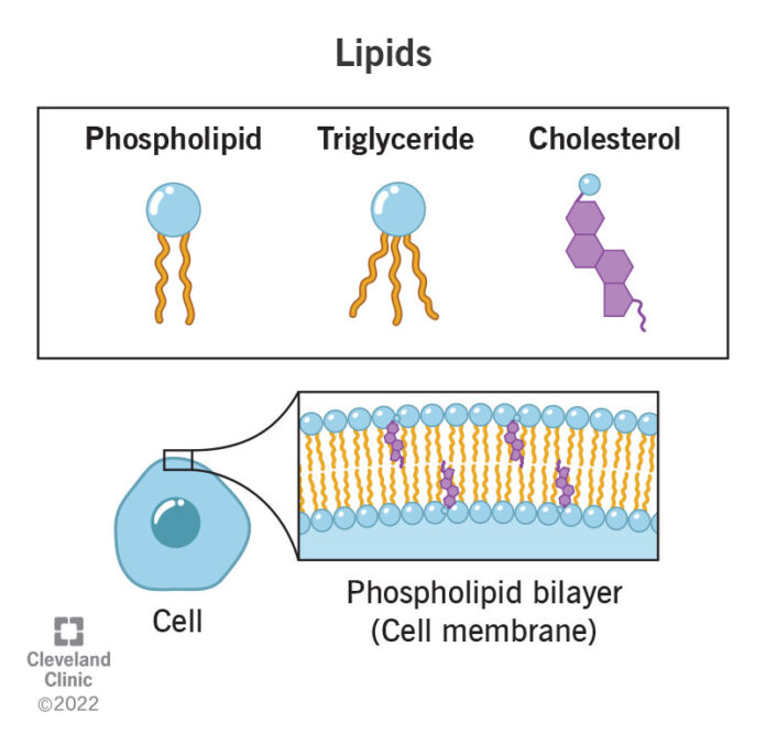 Lipids